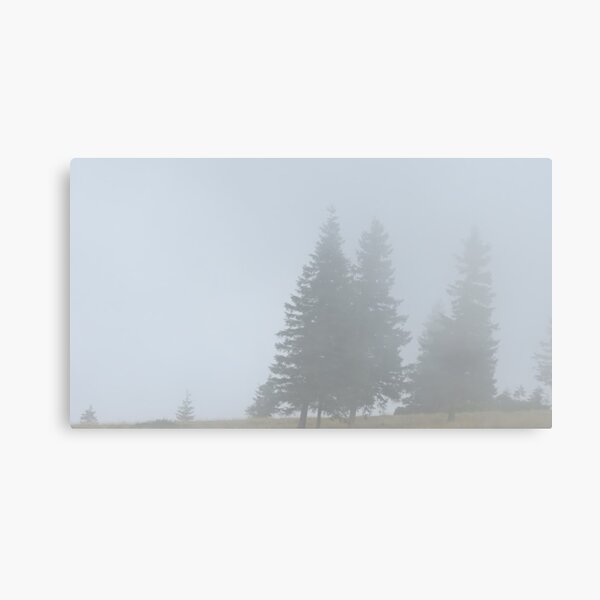 lonely trees in the morning mist Canvas Print