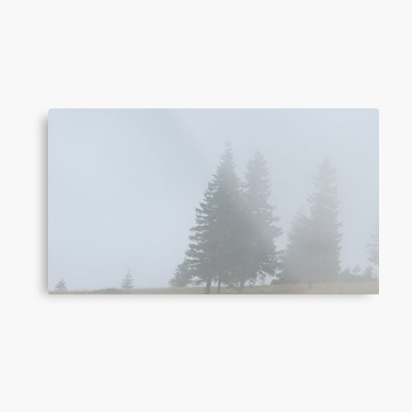 lonely trees in the morning mist Metal Print