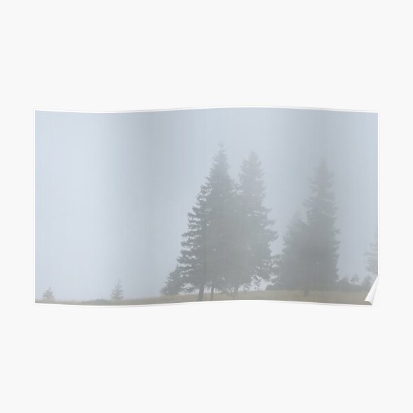 lonely trees in the morning mist Poster