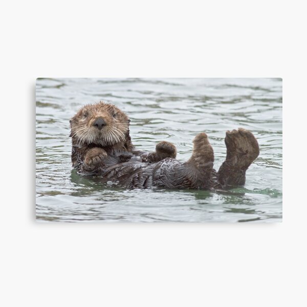 Are you looking at me? Metal Print