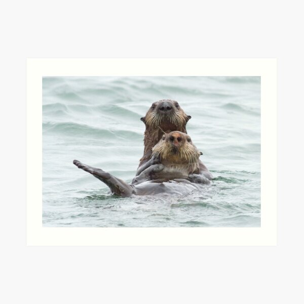 Two otters for the price of one Art Print