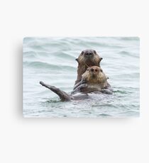 Two otters for the price of one Canvas Print
