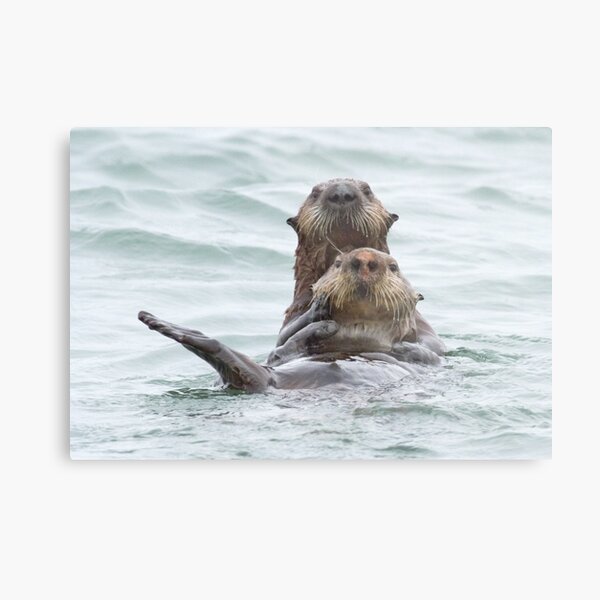 Two otters for the price of one Metal Print