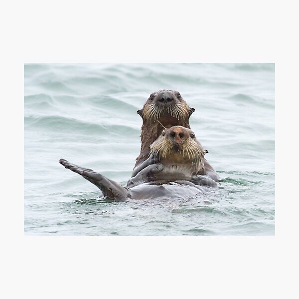 Two otters for the price of one Photographic Print