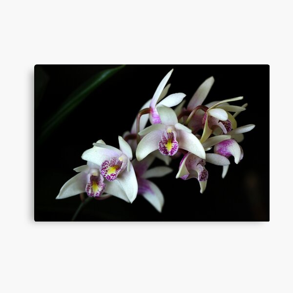 Dendrobium Dendrocoryne Hybrid Canvas Print