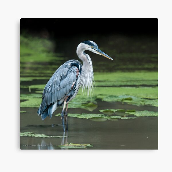 Great Blue Heron Canvas Print