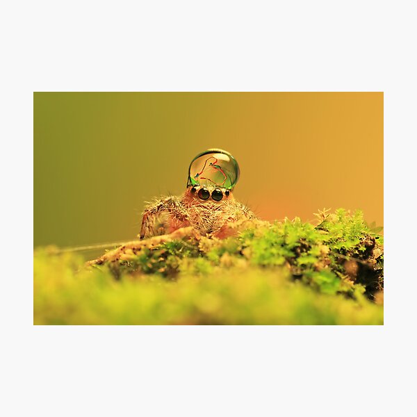 they mating on my head Photographic Print