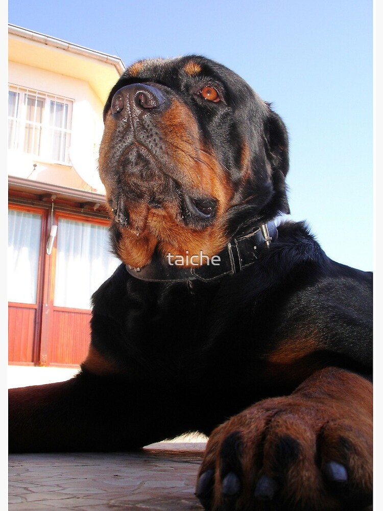 Photograph Portrait Of A Handsome Male Rottweiler Dog Art Board Print By Taiche Redbubble
