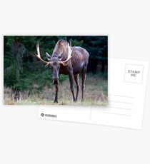 Don't Goose the Moose Postcards