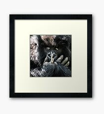 Mountain Gorilla, Volcanoes National Park, Rwanda, Africa. Framed Print