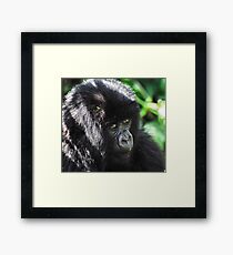Mountain Gorilla, Volcanoes National Park, Rwanda, Africa. Framed Print