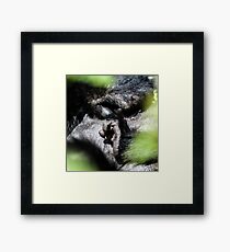 Mountain Gorilla, Volcanoes National Park, Rwanda, Africa. Framed Print