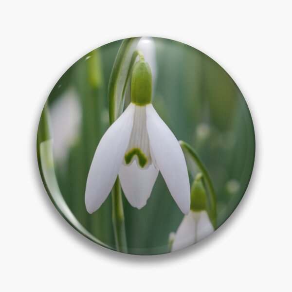 Item preview, Snowdrop flowers designed and sold by iCimages.net.