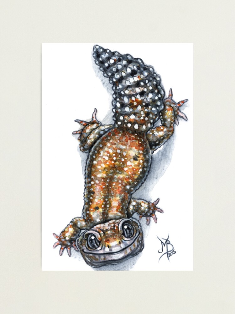 Alternate view of Gecko Friend Photographic Print