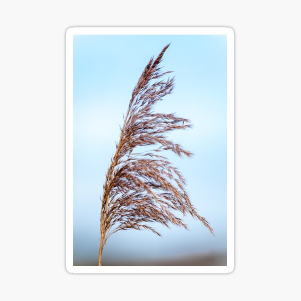 Item preview, A bull rush grass fluttering in the summer wind designed and sold by iCimages.net.