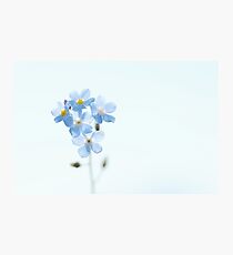 Forget-Me-Not Photographic Print
