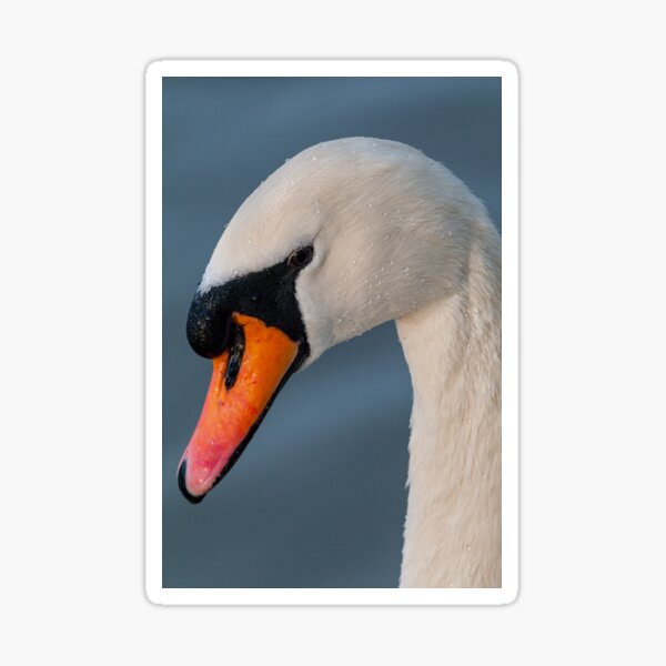 Item preview, Male mute white swan designed and sold by iCimages.net.