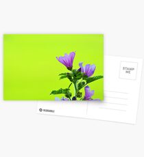 Summer Wallpaper Postcards