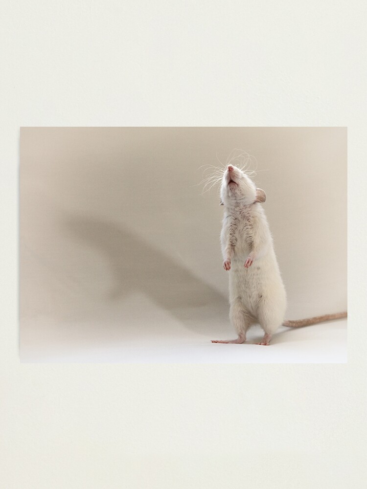 Alternate view of Saffie Photographic Print