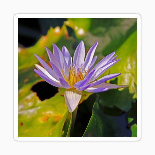 Beautiful purple violet tropical water lily flower in bloom Sticker