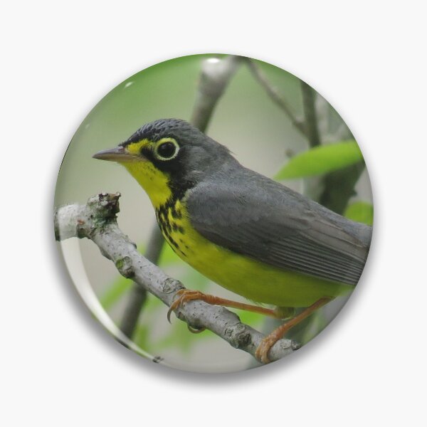 Item preview, Canada Warbler designed and sold by skwinnicki.