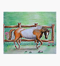 brown horse Fotodruck