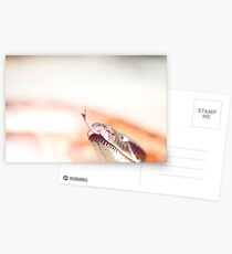 Snake Tongue Postcards