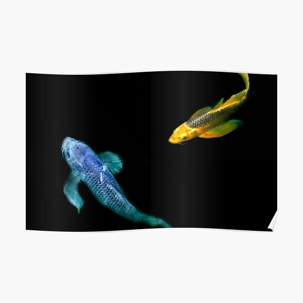 Coy Koi © Poster