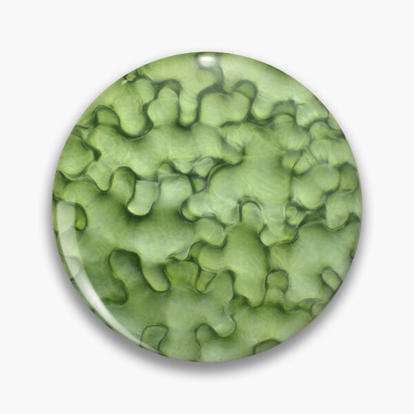Pin Button