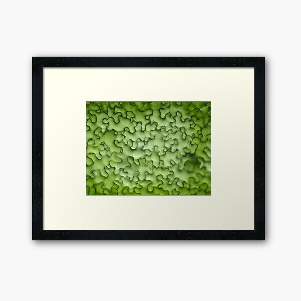 Framed Print