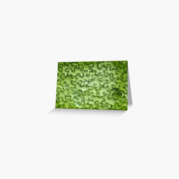 Greeting Card