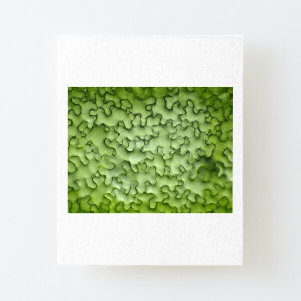 Canvas Mounted Print