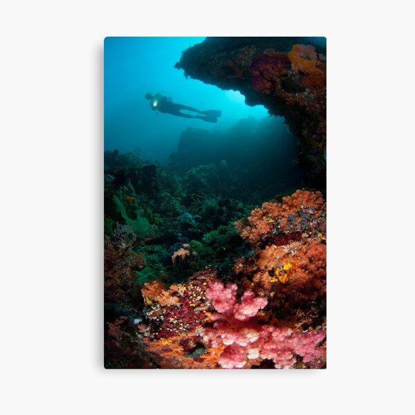 Diver in coral garden Canvas Print