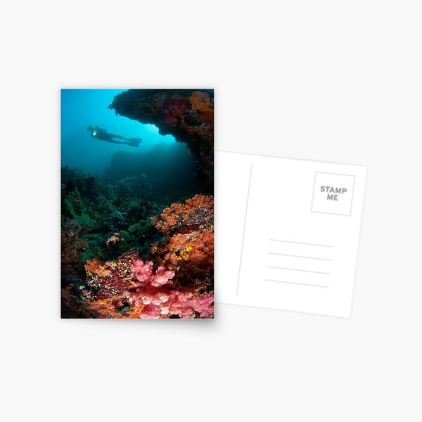 Diver in coral garden Postcard