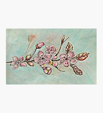 cherry blossom flowers Photographic Print
