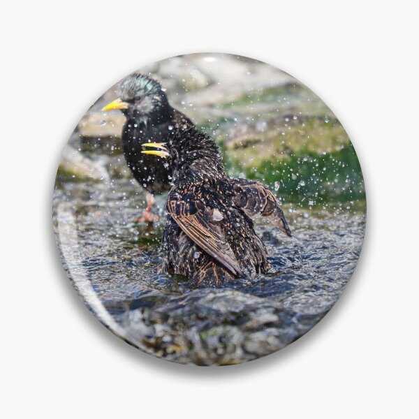 Item preview, Bathing starlings designed and sold by GreyFeatherPhot.