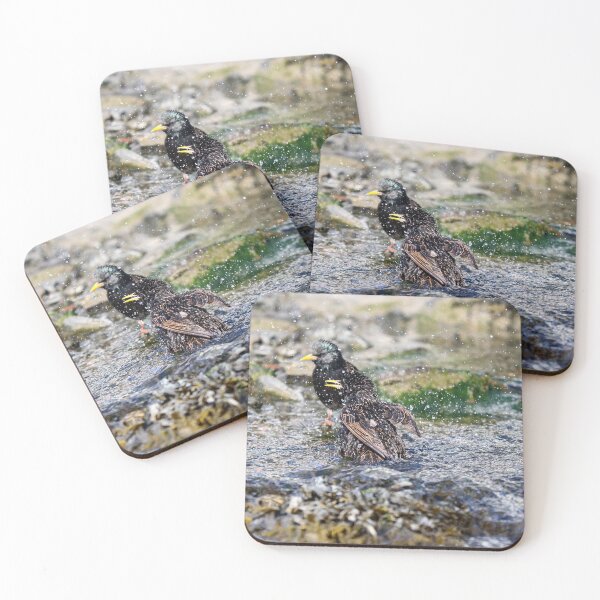 Item preview, Bathing starlings designed and sold by GreyFeatherPhot.