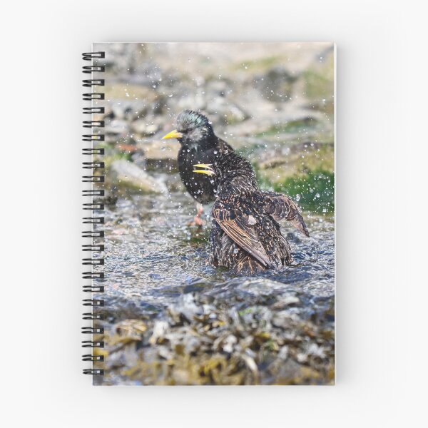 Item preview, Bathing starlings designed and sold by GreyFeatherPhot.