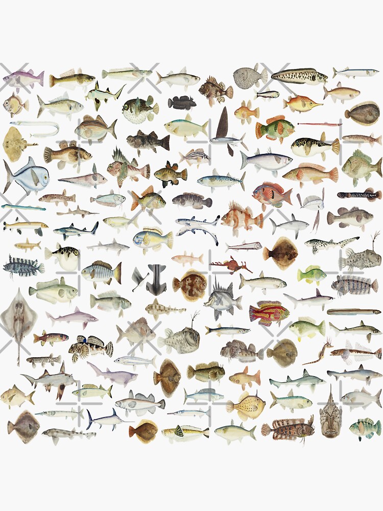 Freshwater Fish Species Print Nature Outdoor Fishe' Sticker