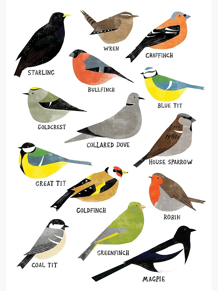 british-bird-id-chart-poster-for-sale-by-holly-astle-redbubble