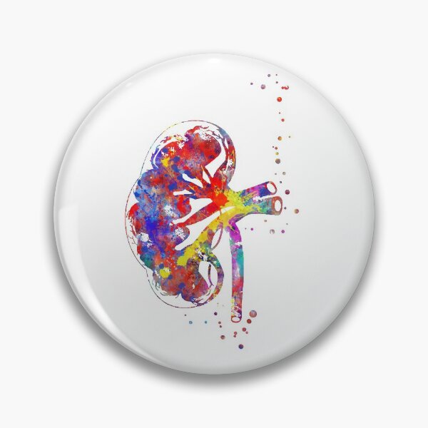Item preview, Kidney section, human anatomy, urology, kidney  designed and sold by Rosaliartbook.