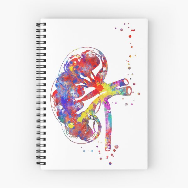 Item preview, Kidney section, human anatomy, urology, kidney  designed and sold by Rosaliartbook.
