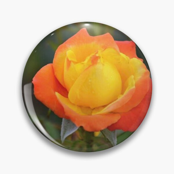 Item preview, Flaming Orange and Yellow Rose  designed and sold by ReneeKennedy.