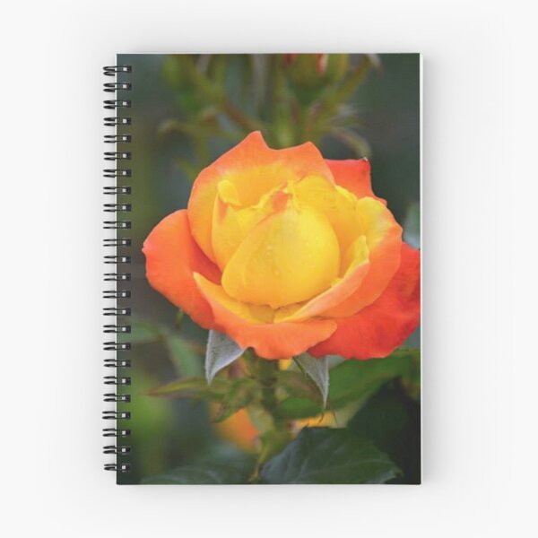Item preview, Flaming Orange and Yellow Rose  designed and sold by ReneeKennedy.