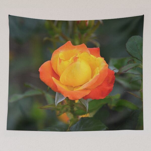 Item preview, Flaming Orange and Yellow Rose  designed and sold by ReneeKennedy.