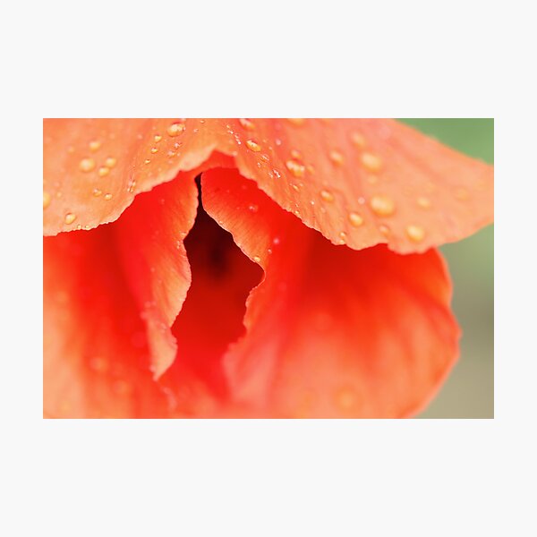 silky secret Photographic Print