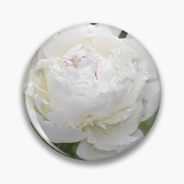 Item preview, Peony Opening Sympathy Card designed and sold by Kathleen Brant.
