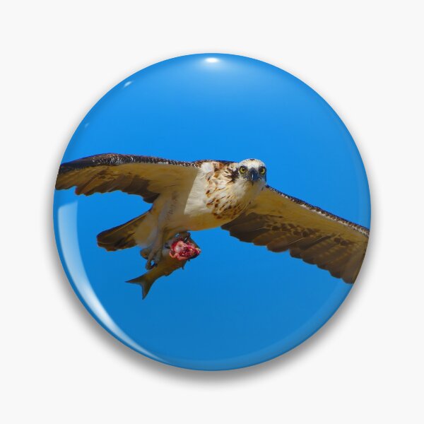 Item preview, Osprey with a fish designed and sold by Jason Gilbert.