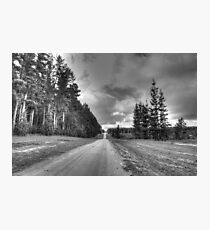 Old pines Photographic Print