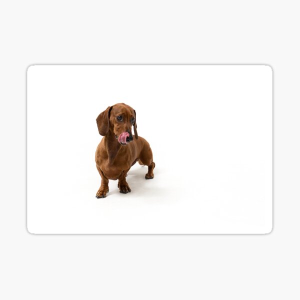 Dachshund Sticker